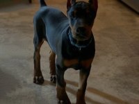 Kaliteli İnsanın Kaliteli Köpeği Olur