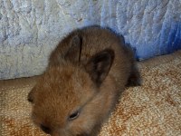 Netherland dwarf Hollanda cücesi tavşan