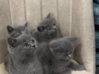 A Kalite Top Kafa British Shorthair Yavrular
