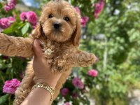 Toy poodle yavru köpeğimiz