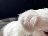 TERRIER YAVRULARIMIZ