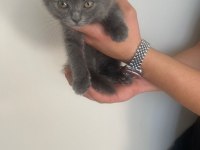 scottish fold
