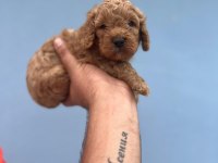Her Renk Maltipoo Yavrumuzu Canlı Görebilirsiniz