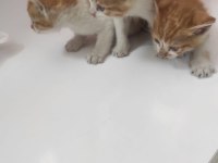 1 aylık minicik bebiş kediler tamamen ücretsiz