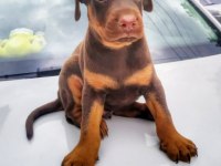 Safkan doberman yavrularımız