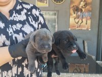 Cane Corso Yavrularımız
