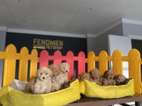  maltipo yavrular maltese toy poodle ankara mağazamızda