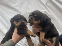 Orjinal yavru rottweiler