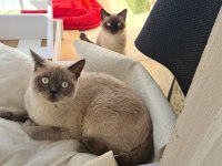 Evde kedi fazlalığından ev kedilerimi sahiplendiriyorum