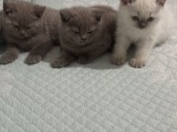 Yavru british shorthair