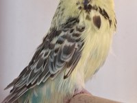 Muhabbet kuşlar