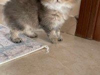 British Golden Longhair