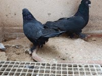İki adet erkek ikisi de kardeş güvercin