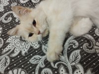 ACİL SOKAKTA BULUNDU KEDİMİZ SAHİPLENDİRİLECEKTİR