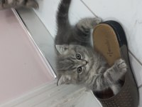 Süper Bebek Kediler