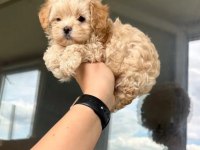 A kalite maltipoo bebeklerimiz