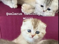 Muhteşem kaliteli scottish fold Yavrumuz