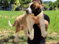 ST Bernard Yavrularımız ırk garantilidir