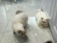 Maviş Himalayan Kızımız Bella