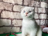 Scottish fold bs1133