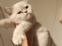 British shorthair yavru kediler