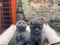 En Güzel Scottish Fold Bebekler @petclubadanaa