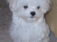 Maltese babby