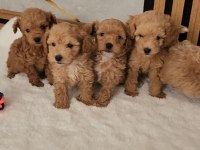 Maltipoo Yavrular Sağlık Kontrollü