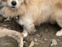 Süs Köpeği