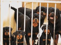 Rottweiler kapıda ödemeli çiftlik kredi kartı geçerli