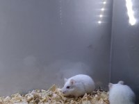 Gonzales hamster