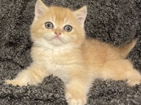 Anne Baba Şecereli Safkan Golden Ny12 Erkek Kedimiz