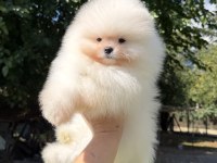 SHOW KALİTE ÜST DÜZEY MUHTEŞEM KÜRK POMERANİAN BOO