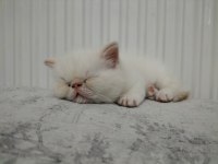Exotic Shorthair 2 Aylık Erkek
