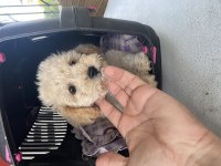 Maltese terrier yavrumuz için ulaşın