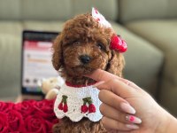 Baby Face Poodle Bebekler