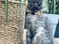İki Buçuk Aylık Maine Coon Yavruları