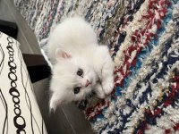 3 erkek ve 1 kadın yavru 3 aylık british shorthair
