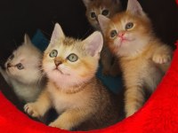 British Shorthair Çok Oyuncu Evcilmen Yavrular