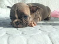 Güzeller güzeli merle ve blue fawn french bulldog yavrular