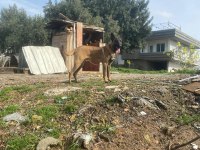 Üst düzey orijinal belçika malinois erkek