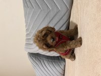 Cavapoo orijinal 2 aylık