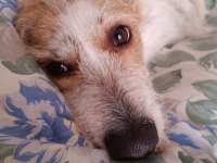 Tam ev köpeği