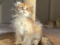 Ny11 Golden Mükemmel Kalite British Longhair