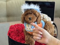 Büyümeyen boy Teacup poodle bebeğim