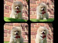 Pomeranian yavruları