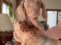 EGZOTİK MAVİ GÖZLÜ AŞILI DACHSHUND YAVRUMUZ ÇİFTLİk