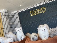 ORJİNAL IRK YAVRU KEDİLER MAGAZAMIZDA CANLI GÖRÜN