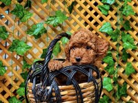 Poodle Bebekler