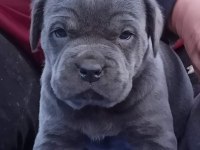 CANE CORSO YAVRULARI MÜKEMMEL ARAYANLARA